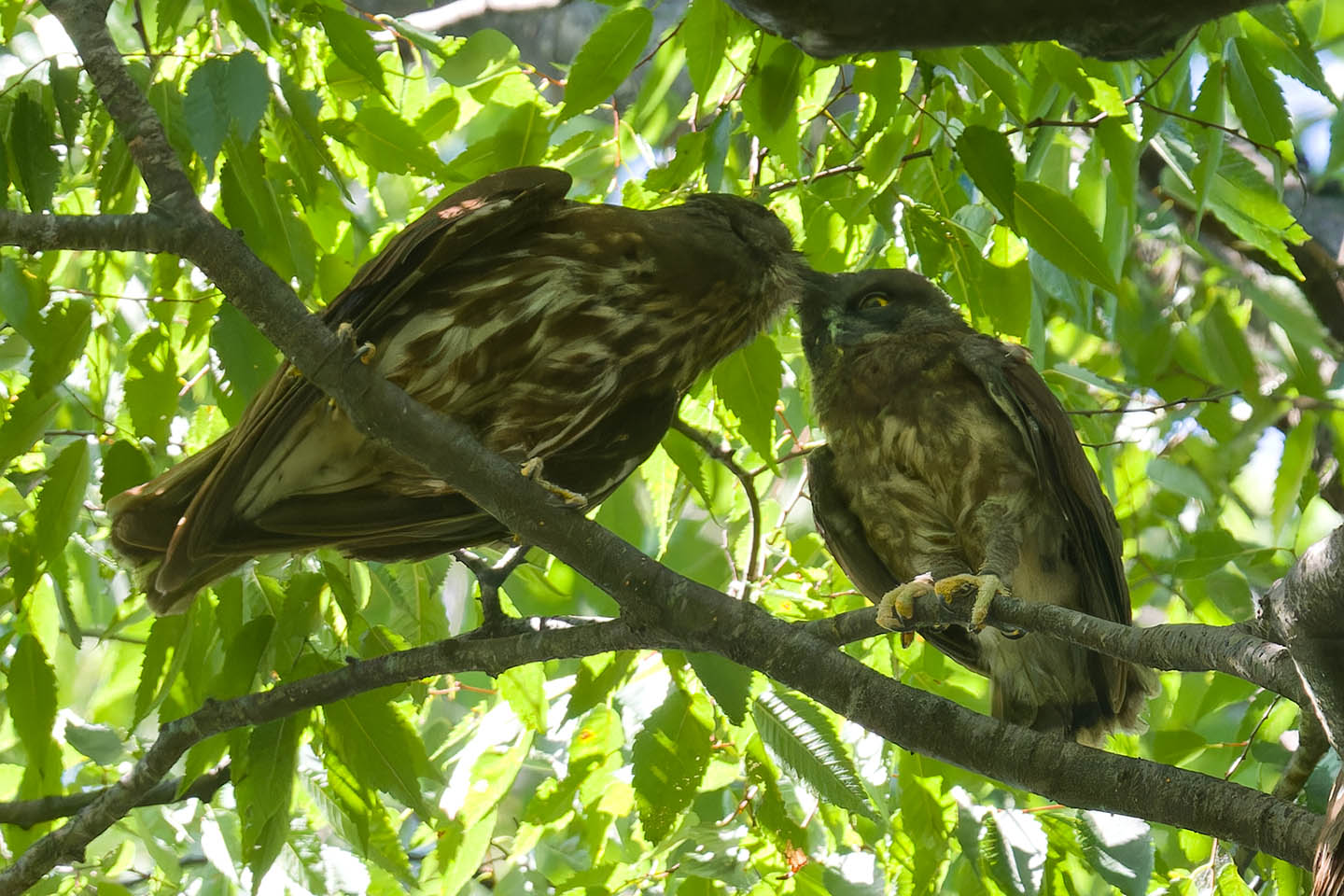 Canon EOS 60D + TAMRON SP 150-600mm F/5-6.3 Di VC USD (A011) and DxO PureRAW 3