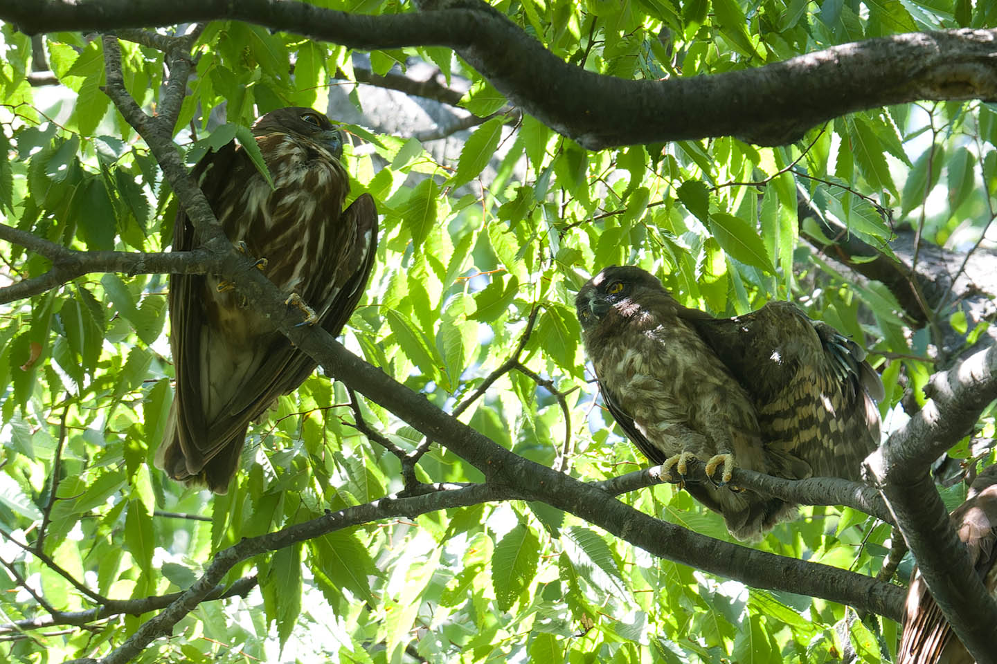 Canon EOS 60D + TAMRON SP 150-600mm F/5-6.3 Di VC USD (A011) and DxO PureRAW 3