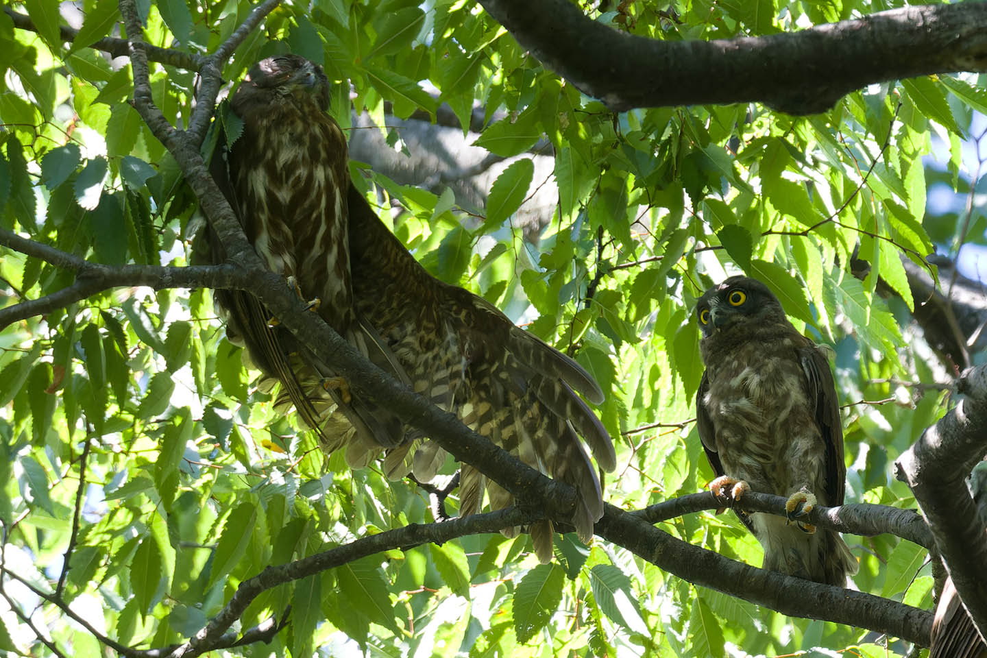 Canon EOS 60D + TAMRON SP 150-600mm F/5-6.3 Di VC USD (A011) and DxO PureRAW 3