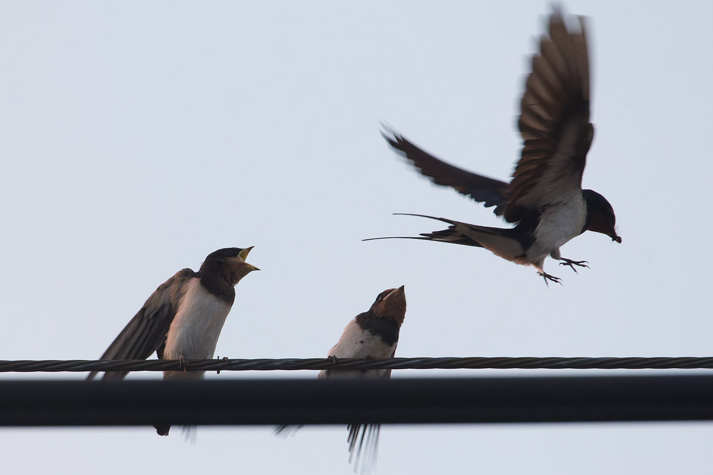 Canon EOS 60D + TAMRON SP 150-600mm F/5-6.3 Di VC USD (A011) and DxO PureRAW 3