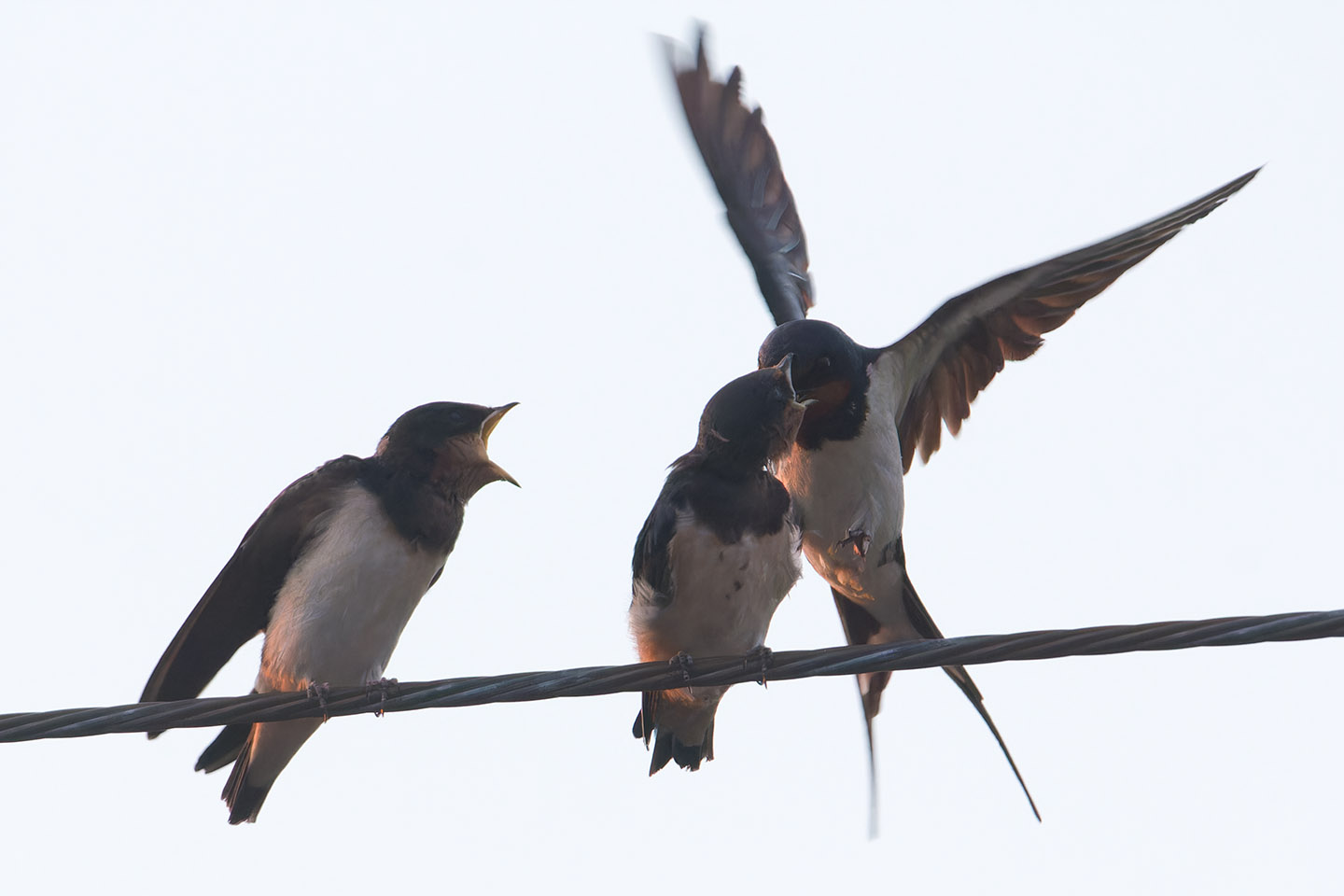 Canon EOS 60D + TAMRON SP 150-600mm F/5-6.3 Di VC USD (A011) and DxO PureRAW 3