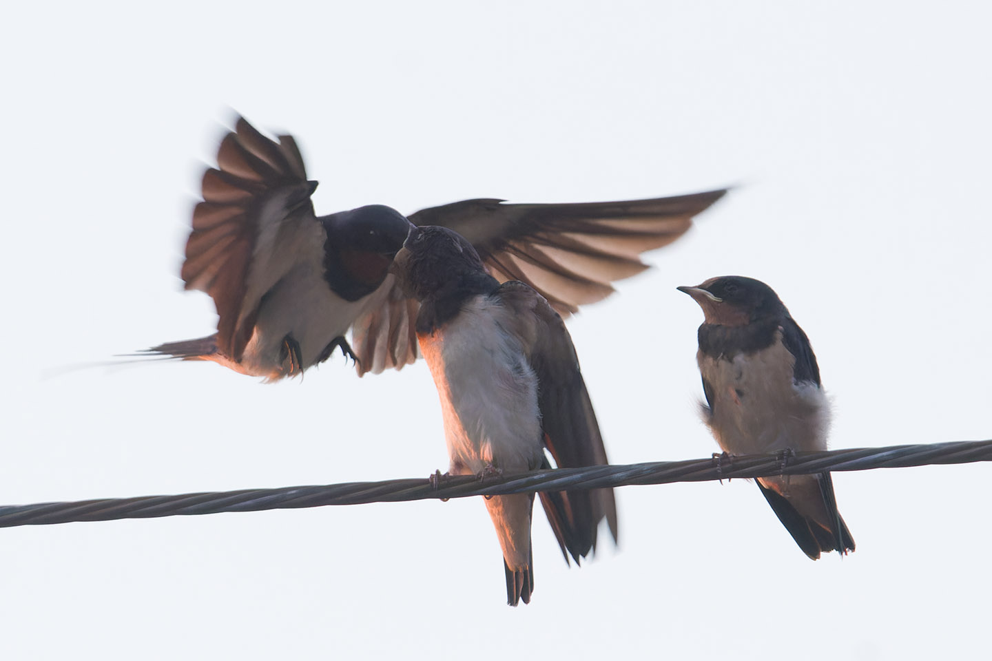 Canon EOS 60D + TAMRON SP 150-600mm F/5-6.3 Di VC USD (A011) and DxO PureRAW 3