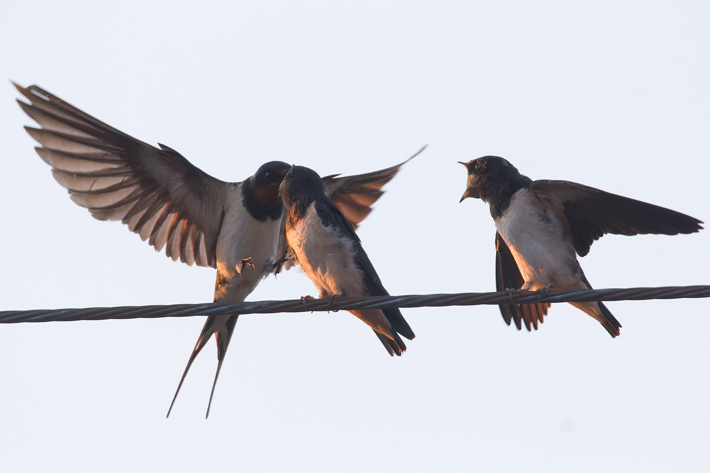 Canon EOS 60D + TAMRON SP 150-600mm F/5-6.3 Di VC USD (A011) and DxO PureRAW 3