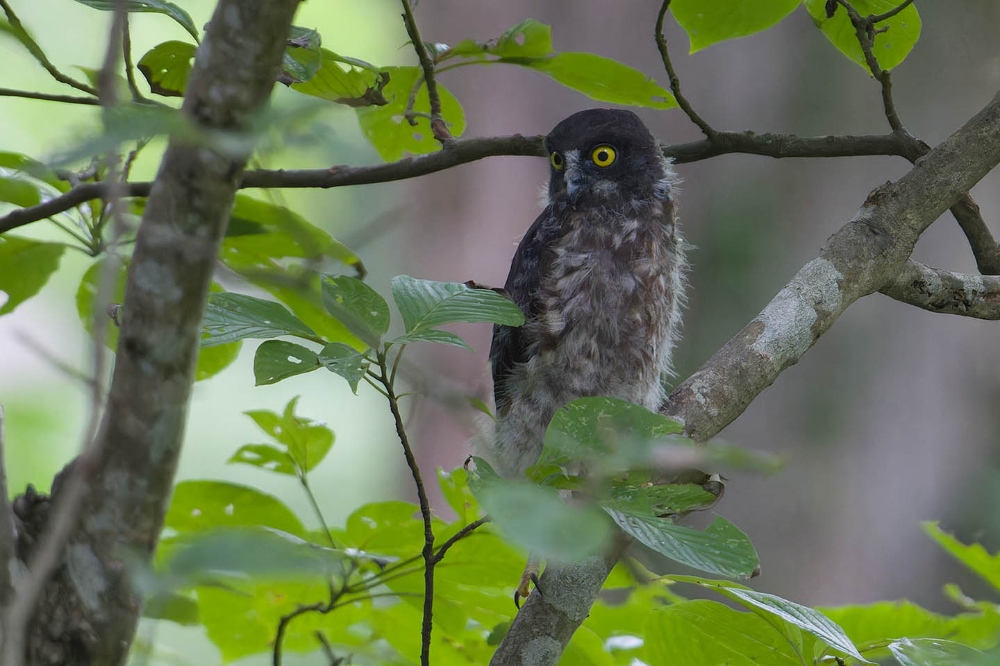 Canon EOS 60D + TAMRON SP 150-600mm F/5-6.3 Di VC USD (A011) and DxO PureRAW 3