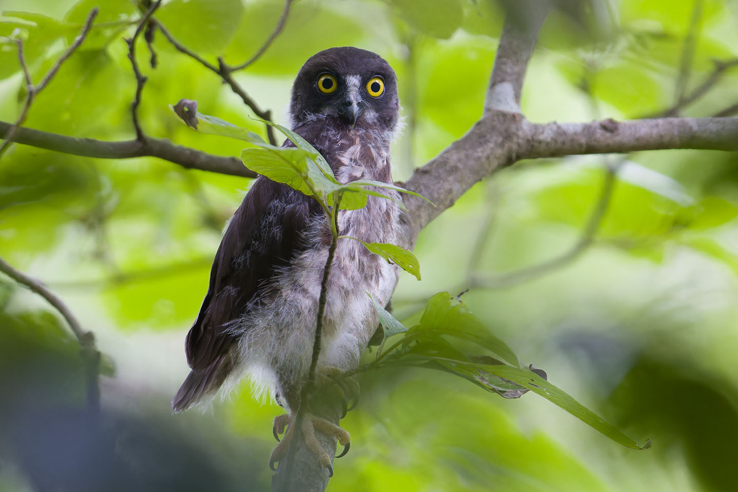 Canon EOS 60D + TAMRON SP 150-600mm F/5-6.3 Di VC USD (A011) and DxO PureRAW 3