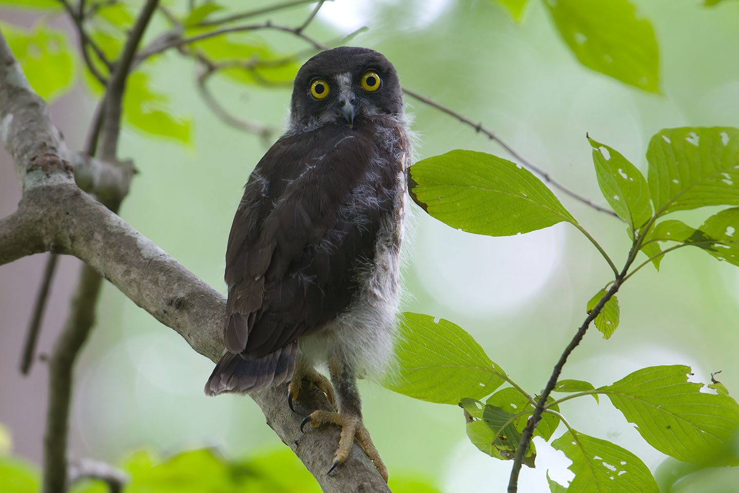 Canon EOS 60D + TAMRON SP 150-600mm F/5-6.3 Di VC USD (A011) and DxO PureRAW 3