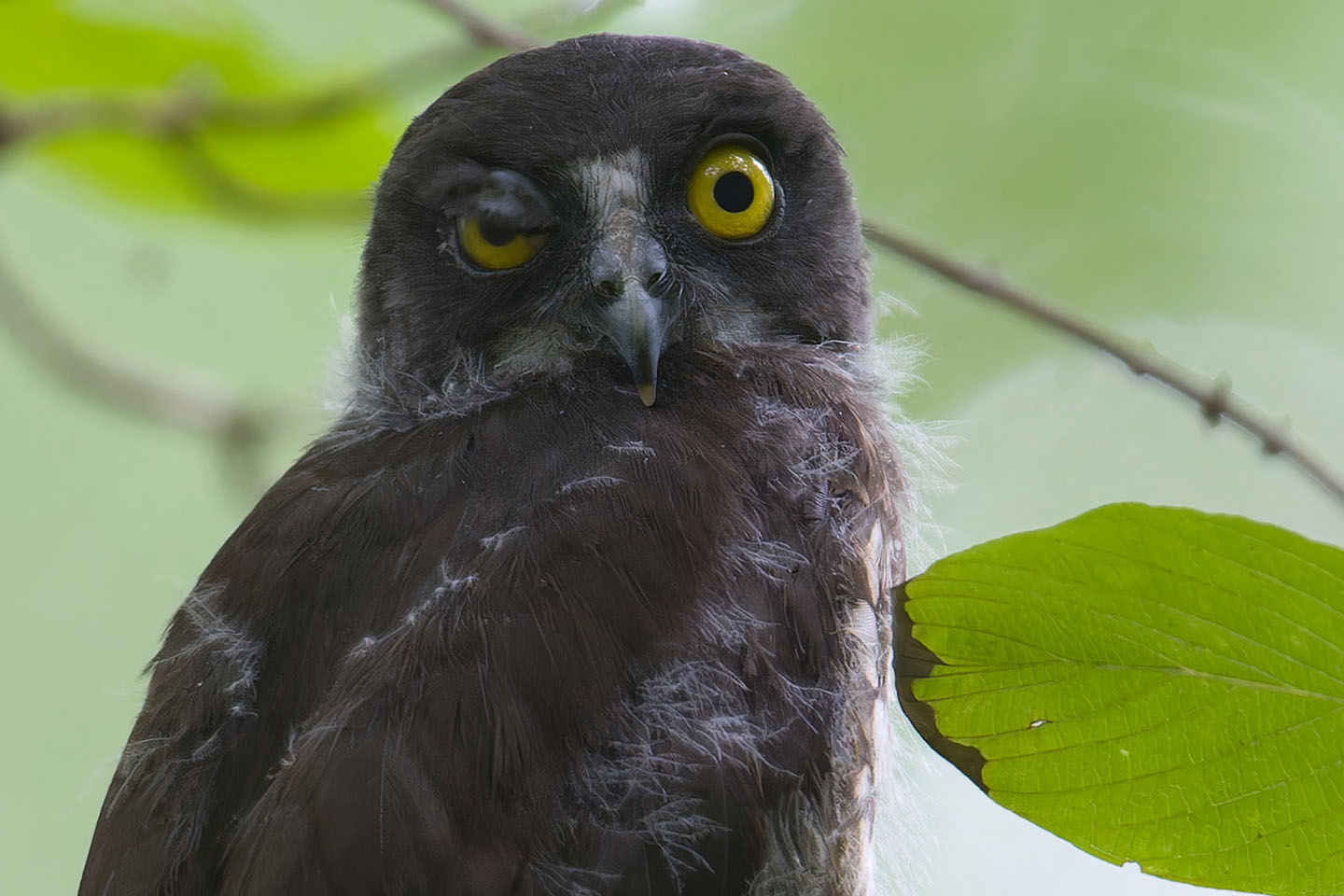 Canon EOS 60D + TAMRON SP 150-600mm F/5-6.3 Di VC USD (A011) and DxO PureRAW 3