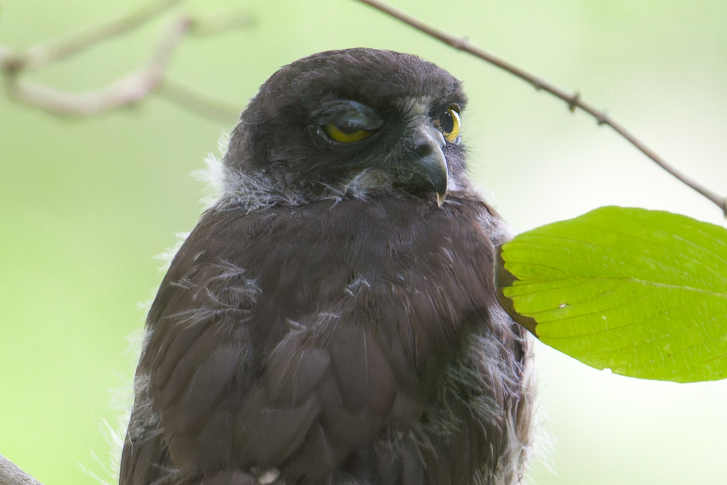 Canon EOS 60D + TAMRON SP 150-600mm F/5-6.3 Di VC USD (A011) and DxO PureRAW 3