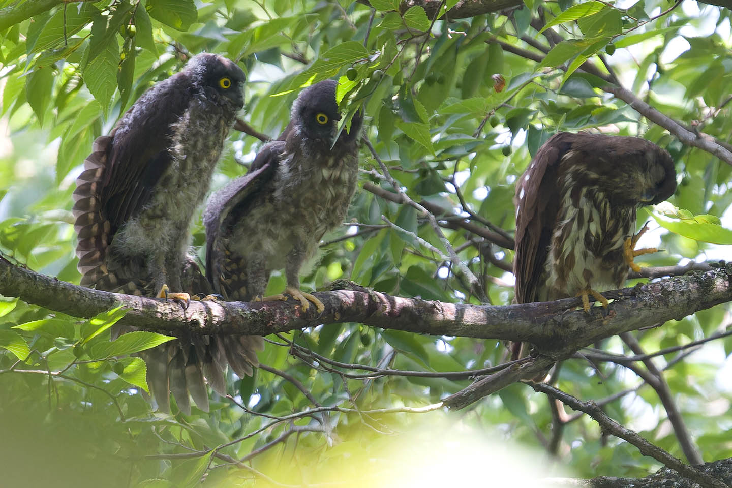 Canon EOS 60D + TAMRON SP 150-600mm F/5-6.3 Di VC USD (A011) and DxO PureRAW 3