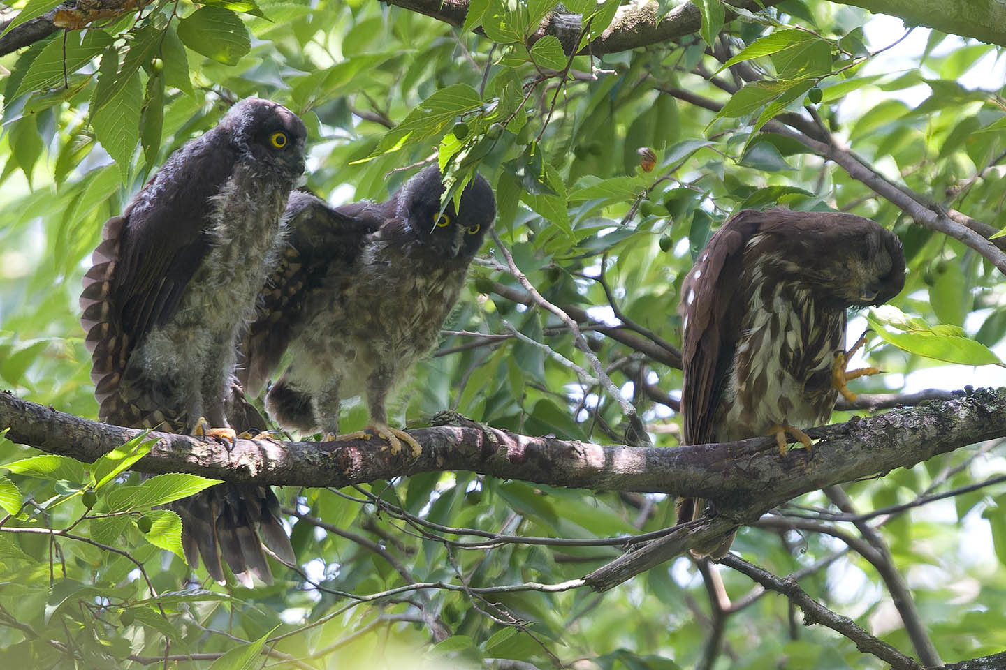 Canon EOS 60D + TAMRON SP 150-600mm F/5-6.3 Di VC USD (A011) and DxO PureRAW 3