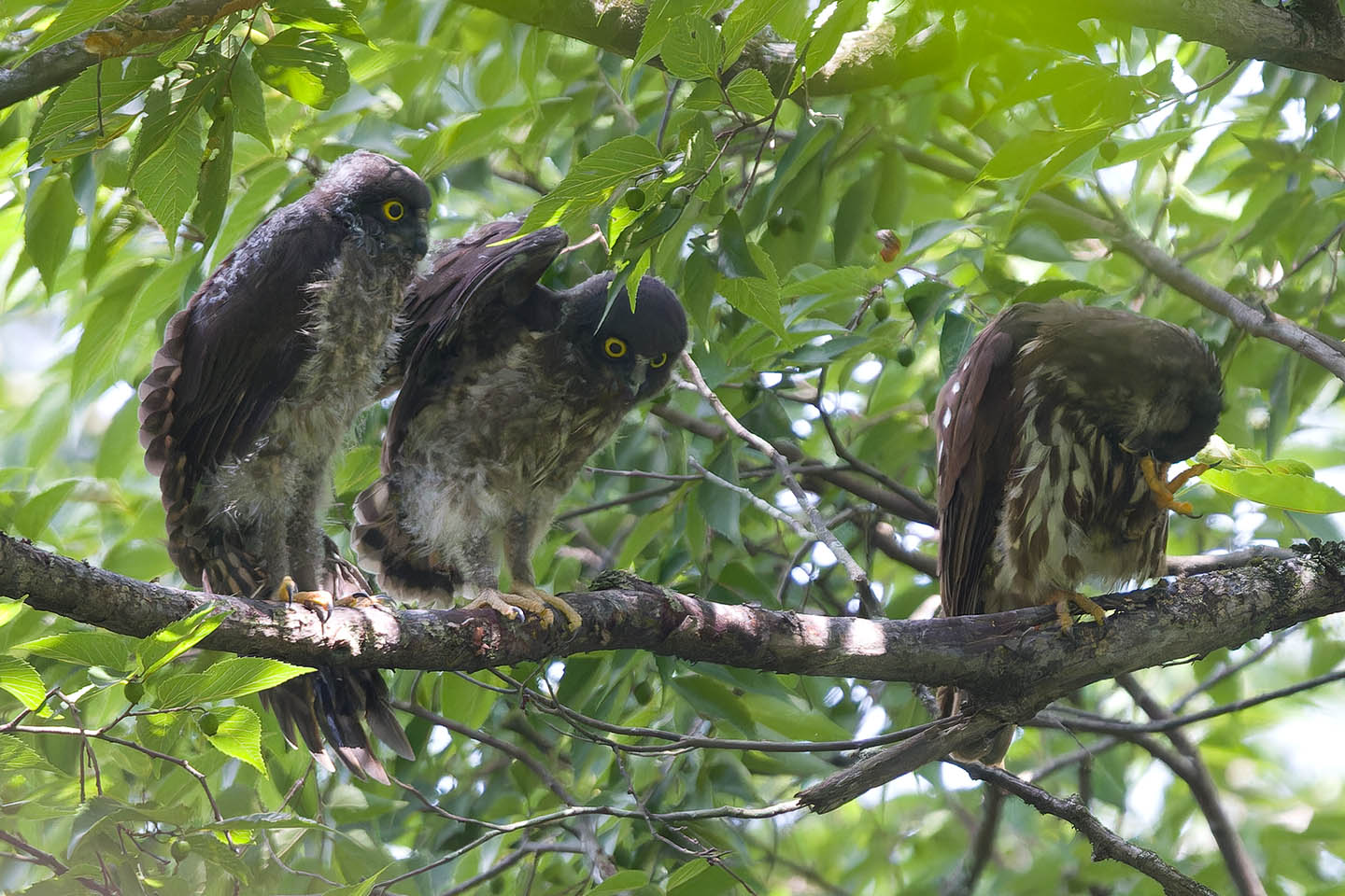 Canon EOS 60D + TAMRON SP 150-600mm F/5-6.3 Di VC USD (A011) and DxO PureRAW 3