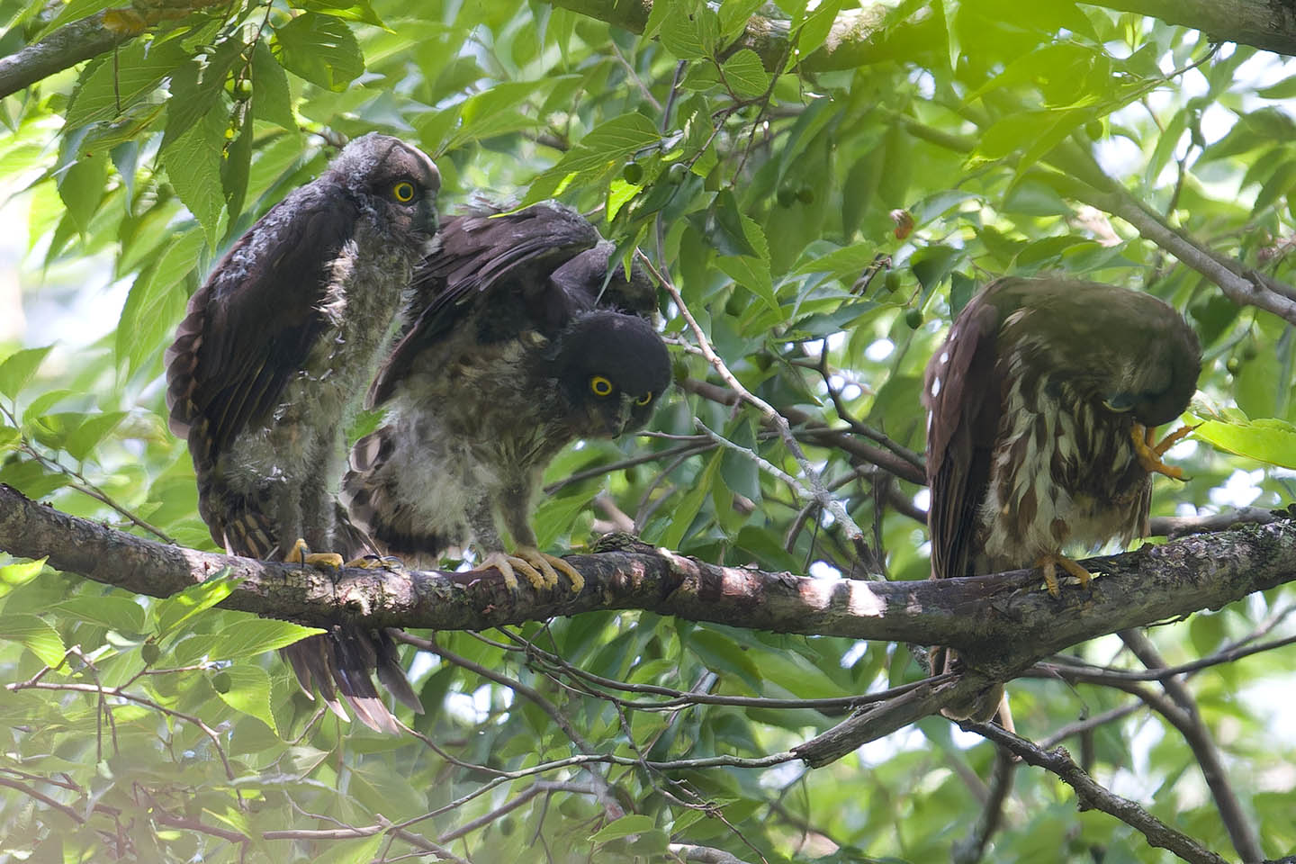 Canon EOS 60D + TAMRON SP 150-600mm F/5-6.3 Di VC USD (A011) and DxO PureRAW 3