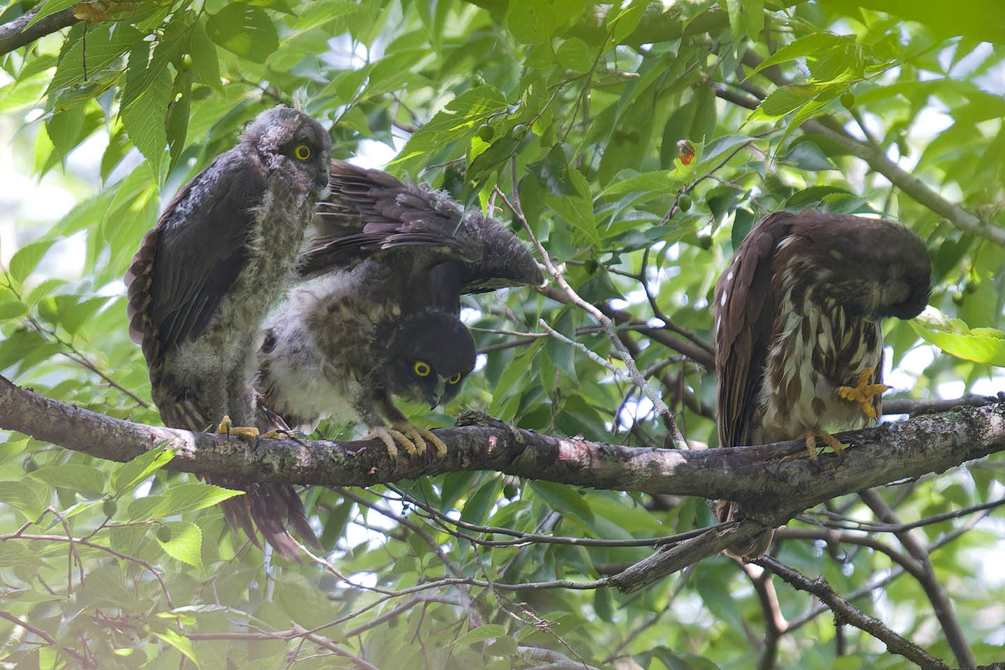 Canon EOS 60D + TAMRON SP 150-600mm F/5-6.3 Di VC USD (A011) and DxO PureRAW 3