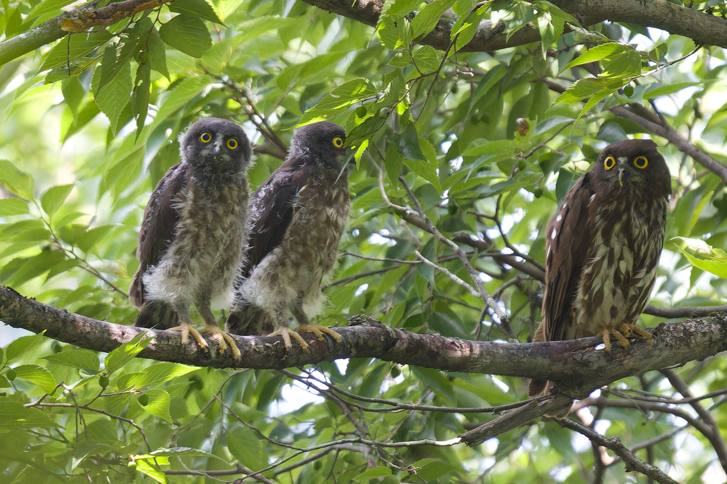 Canon EOS 60D + TAMRON SP 150-600mm F/5-6.3 Di VC USD (A011) and DxO PureRAW 3