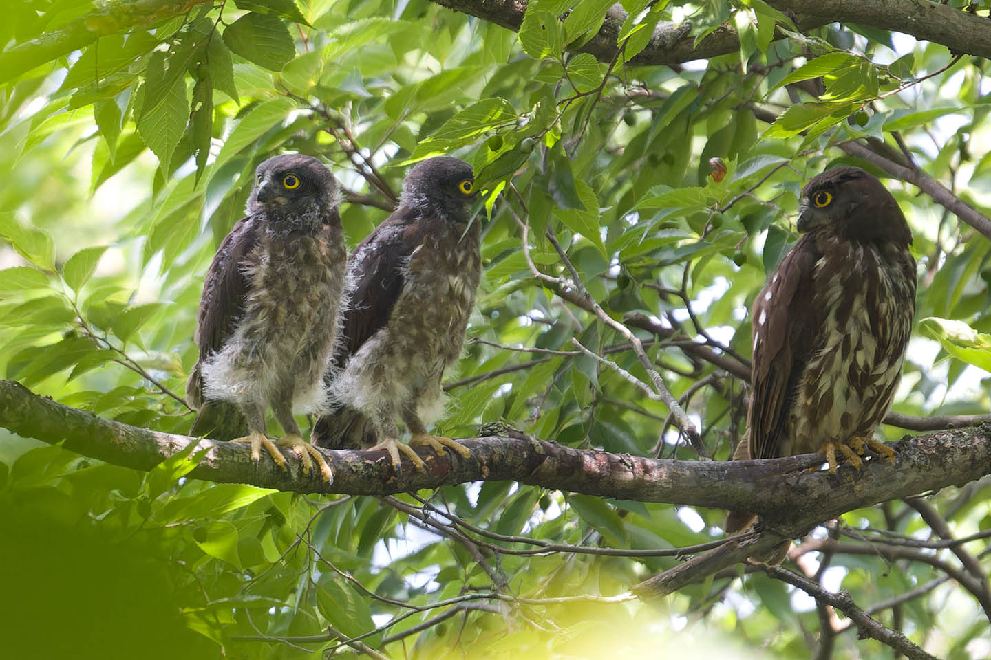 Canon EOS 60D + TAMRON SP 150-600mm F/5-6.3 Di VC USD (A011) and DxO PureRAW 3