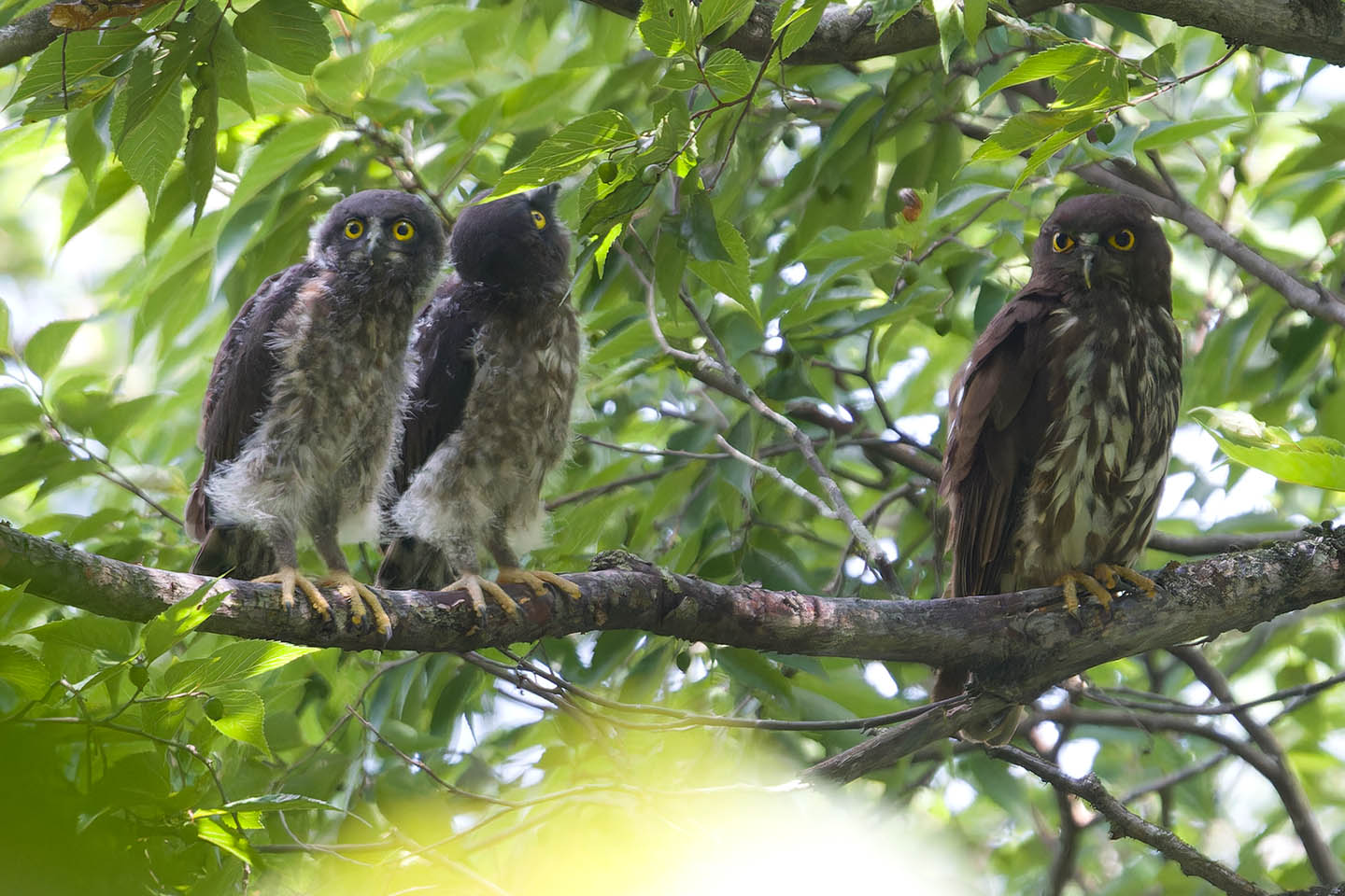 Canon EOS 60D + TAMRON SP 150-600mm F/5-6.3 Di VC USD (A011) and DxO PureRAW 3