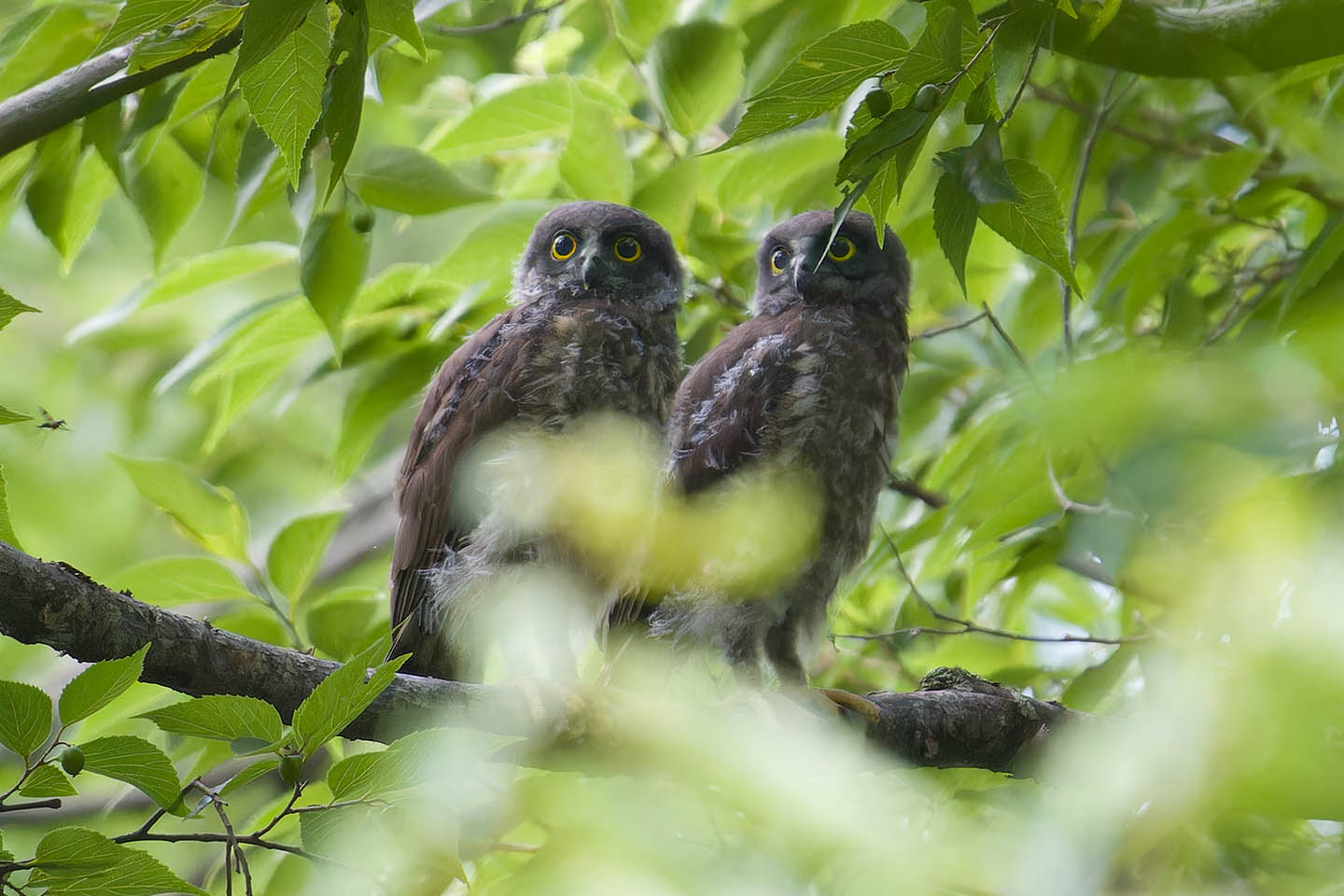 Canon EOS 60D + TAMRON SP 150-600mm F/5-6.3 Di VC USD (A011) and DxO PureRAW 3