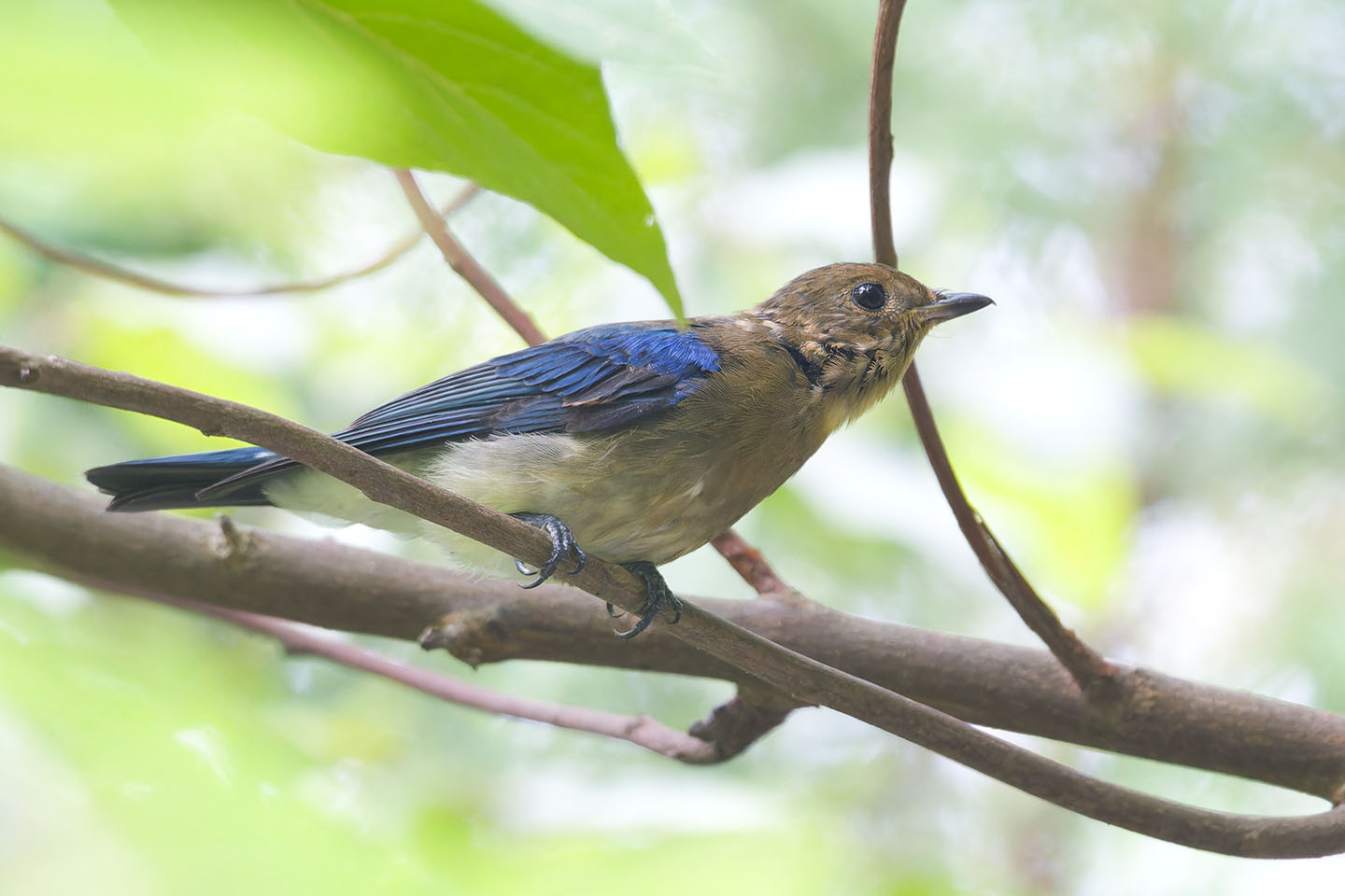 Canon EOS 60D + TAMRON SP 150-600mm F/5-6.3 Di VC USD (A011) and DxO PureRAW 3