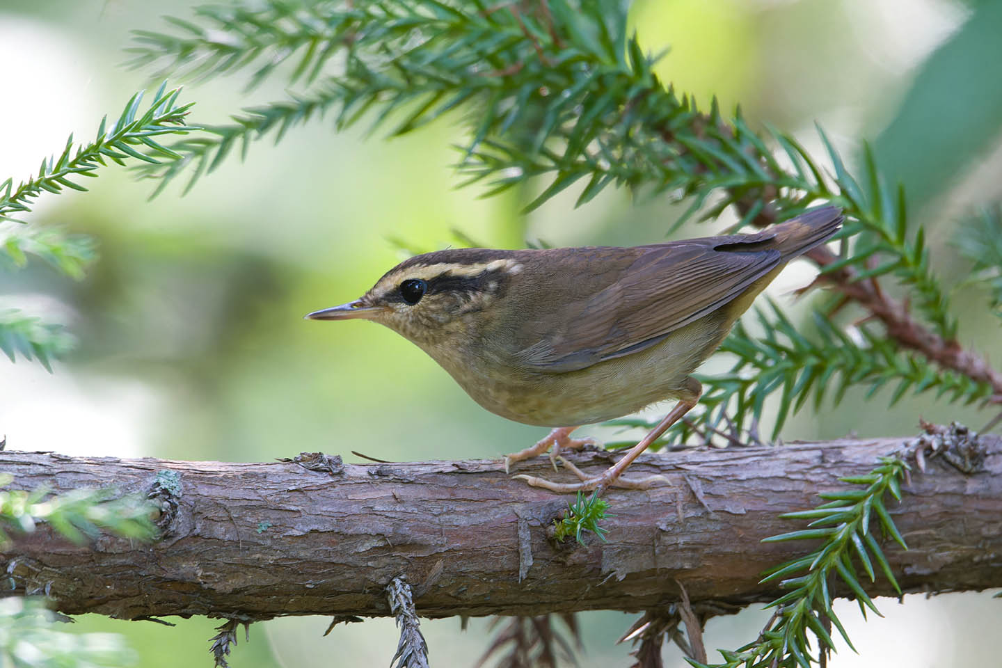 Canon EOS 60D + TAMRON SP 150-600mm F/5-6.3 Di VC USD (A011) and DxO PureRAW 3
