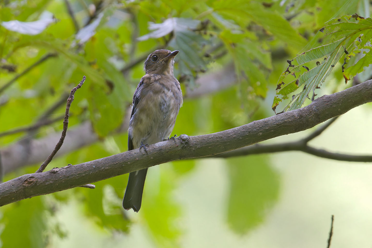 Canon EOS 60D + TAMRON SP 150-600mm F/5-6.3 Di VC USD (A011) and DxO PureRAW 3