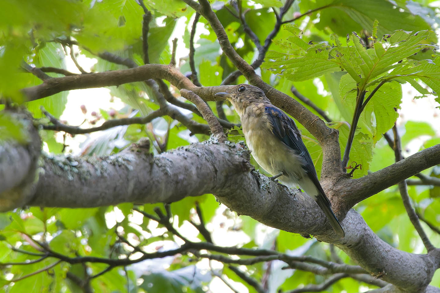 Canon EOS 60D + TAMRON SP 150-600mm F/5-6.3 Di VC USD (A011) and DxO PureRAW 3