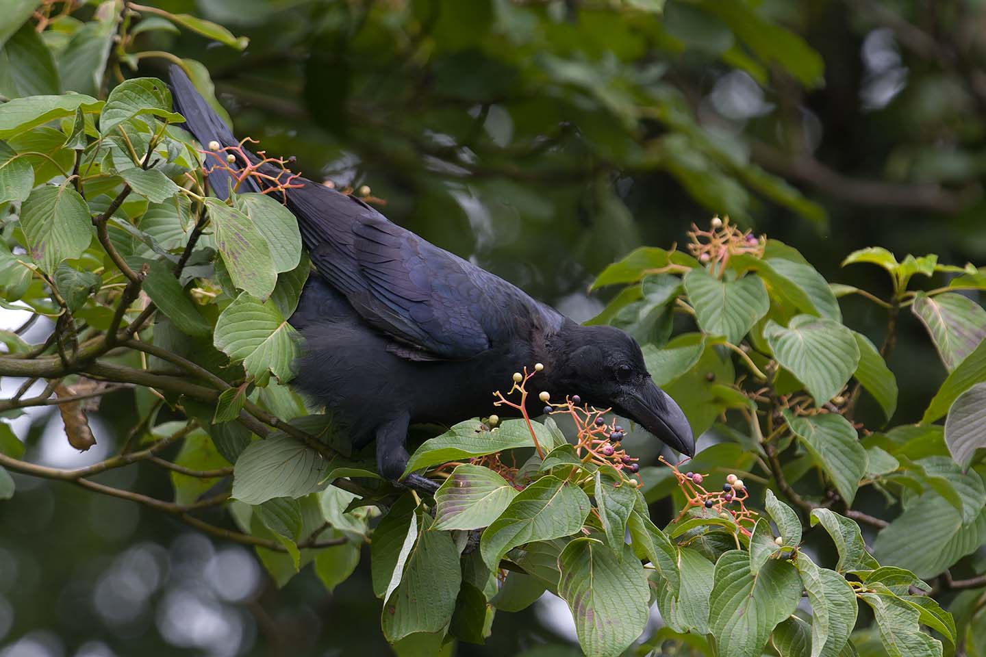 Canon EOS 60D + TAMRON SP 150-600mm F/5-6.3 Di VC USD (A011) and DxO PureRAW 3