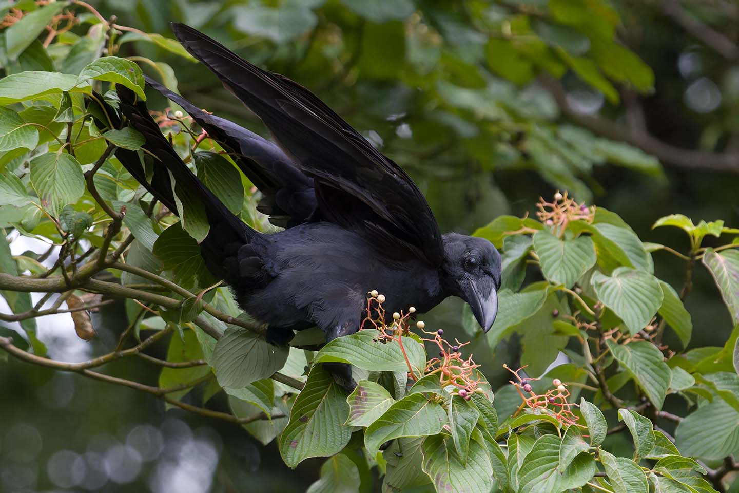 Canon EOS 60D + TAMRON SP 150-600mm F/5-6.3 Di VC USD (A011) and DxO PureRAW 3