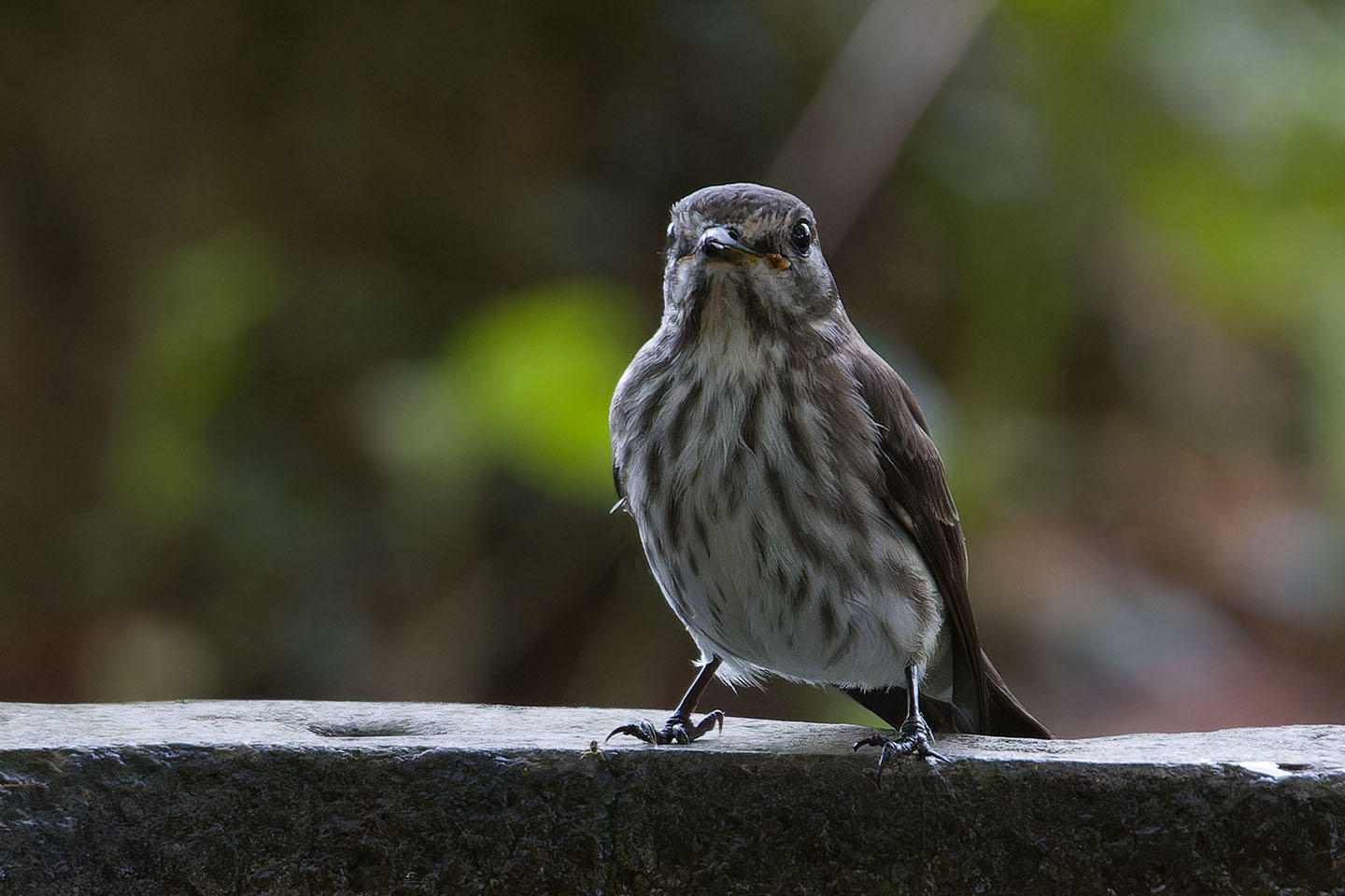 Canon EOS 60D + TAMRON SP 150-600mm F/5-6.3 Di VC USD (A011) and DxO PureRAW 3