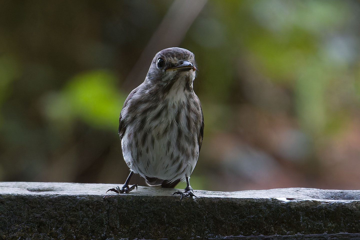Canon EOS 60D + TAMRON SP 150-600mm F/5-6.3 Di VC USD (A011) and DxO PureRAW 3
