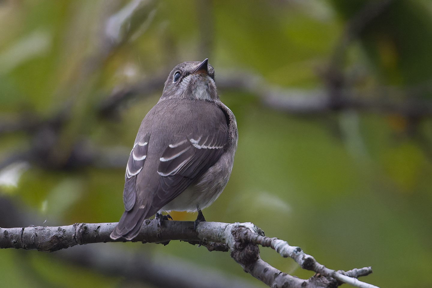 Canon EOS 60D + TAMRON SP 150-600mm F/5-6.3 Di VC USD (A011) and DxO PureRAW 3
