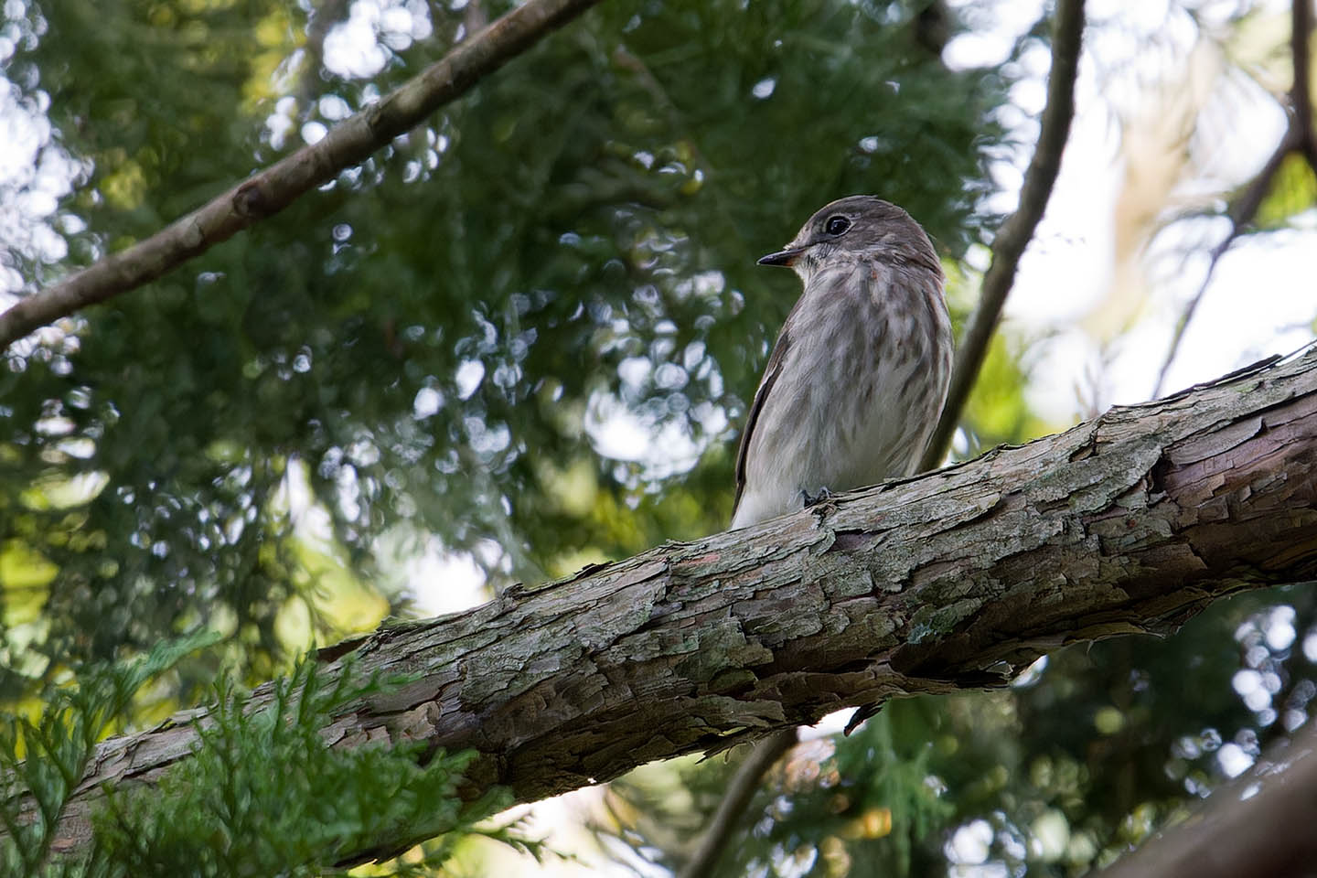 Canon EOS 60D + TAMRON SP 150-600mm F/5-6.3 Di VC USD (A011) and DxO PureRAW 3