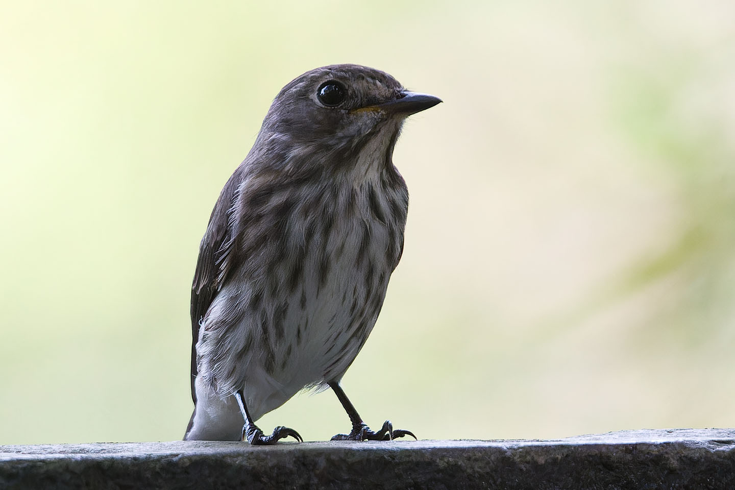 Canon EOS 60D + TAMRON SP 150-600mm F/5-6.3 Di VC USD (A011) and DxO PureRAW 3