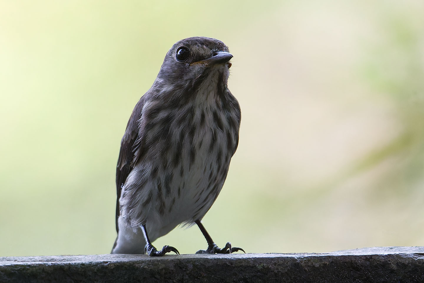 Canon EOS 60D + TAMRON SP 150-600mm F/5-6.3 Di VC USD (A011) and DxO PureRAW 3