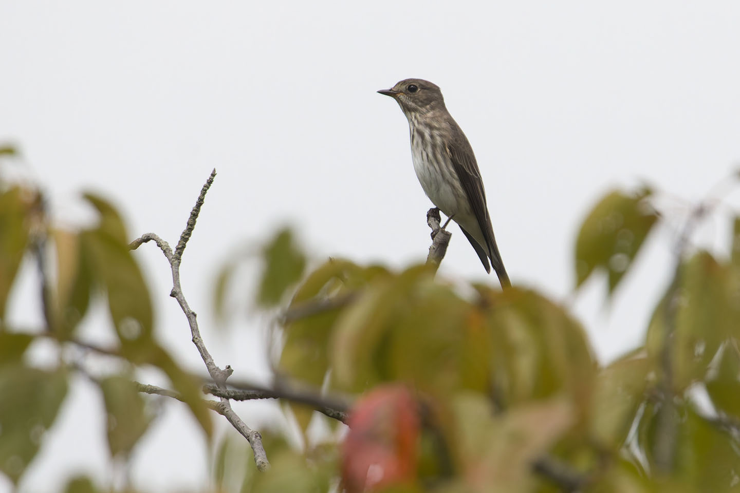 Canon EOS 60D + TAMRON SP 150-600mm F/5-6.3 Di VC USD (A011) and DxO PureRAW 3