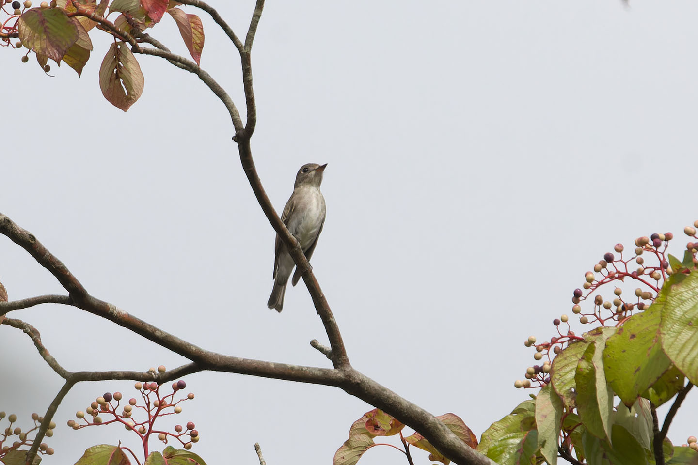 Canon EOS 60D + TAMRON SP 150-600mm F/5-6.3 Di VC USD (A011) and DxO PureRAW 3