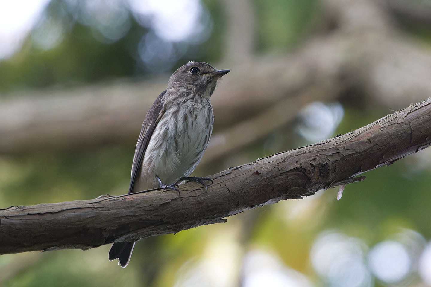 Canon EOS 60D + TAMRON SP 150-600mm F/5-6.3 Di VC USD (A011) and DxO PureRAW 3