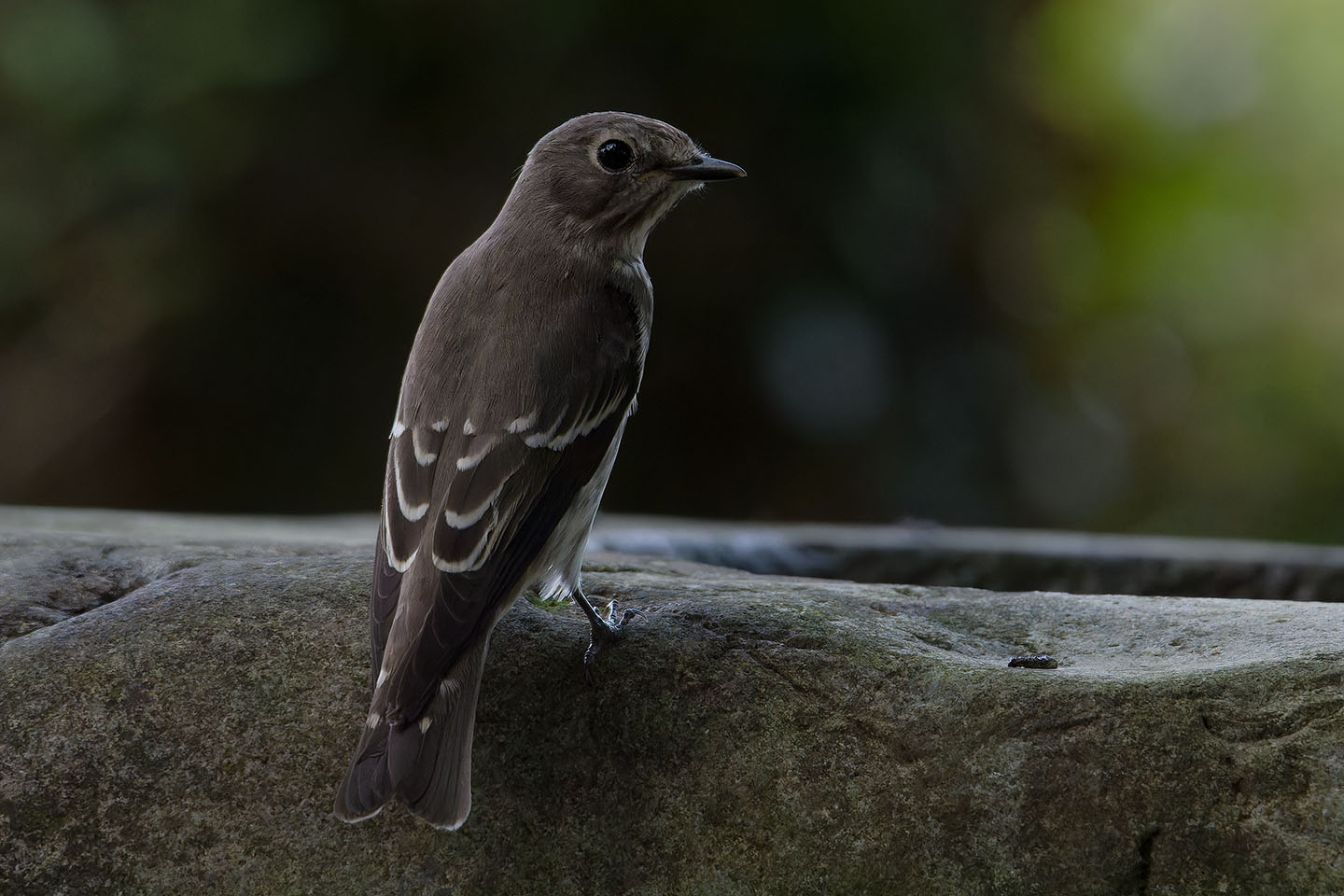Canon EOS 60D + TAMRON SP 150-600mm F/5-6.3 Di VC USD (A011) and DxO PureRAW 3