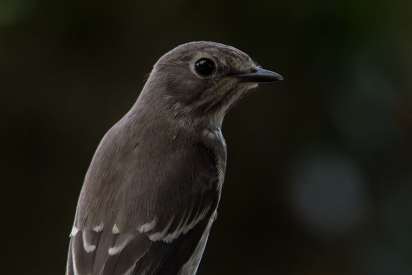 Canon EOS 60D + TAMRON SP 150-600mm F/5-6.3 Di VC USD (A011) and DxO PureRAW 3