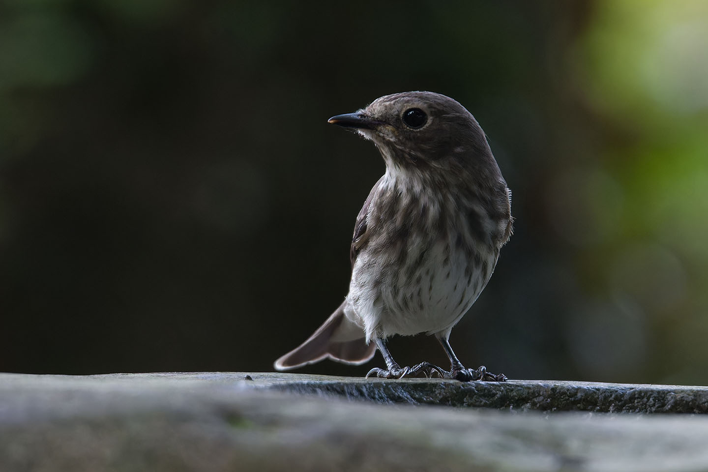 Canon EOS 60D + TAMRON SP 150-600mm F/5-6.3 Di VC USD (A011) and DxO PureRAW 3