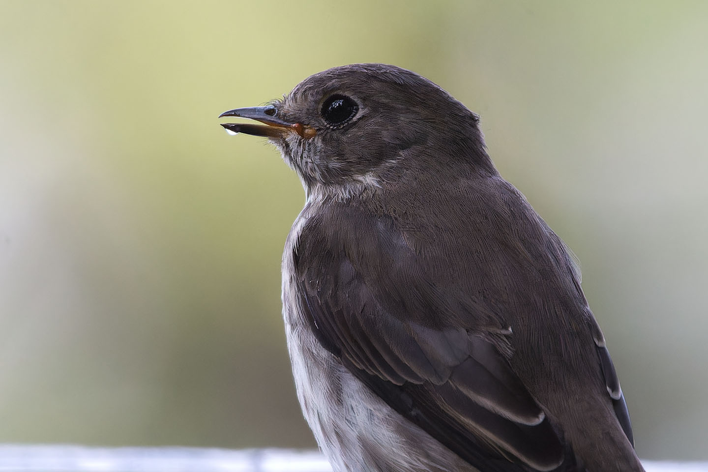 Canon EOS 60D + TAMRON SP 150-600mm F/5-6.3 Di VC USD (A011) and DxO PureRAW 3