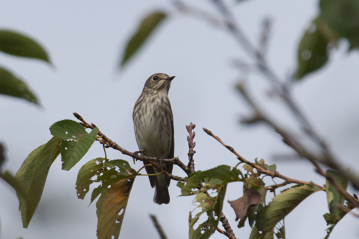 Canon EOS 60D + TAMRON SP 150-600mm F/5-6.3 Di VC USD (A011) and DxO PureRAW 3