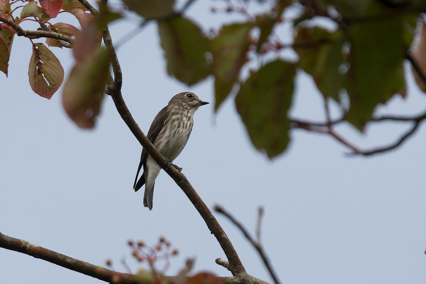Canon EOS 60D + TAMRON SP 150-600mm F/5-6.3 Di VC USD (A011) and DxO PureRAW 3