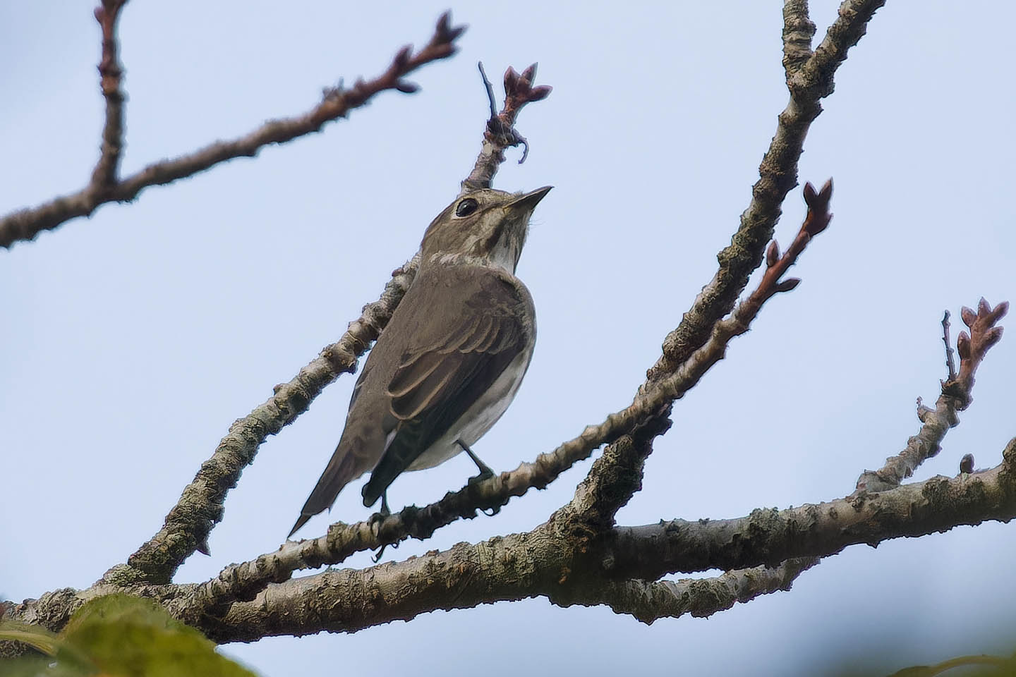 Canon EOS 60D + TAMRON SP 150-600mm F/5-6.3 Di VC USD (A011) and DxO PureRAW 3