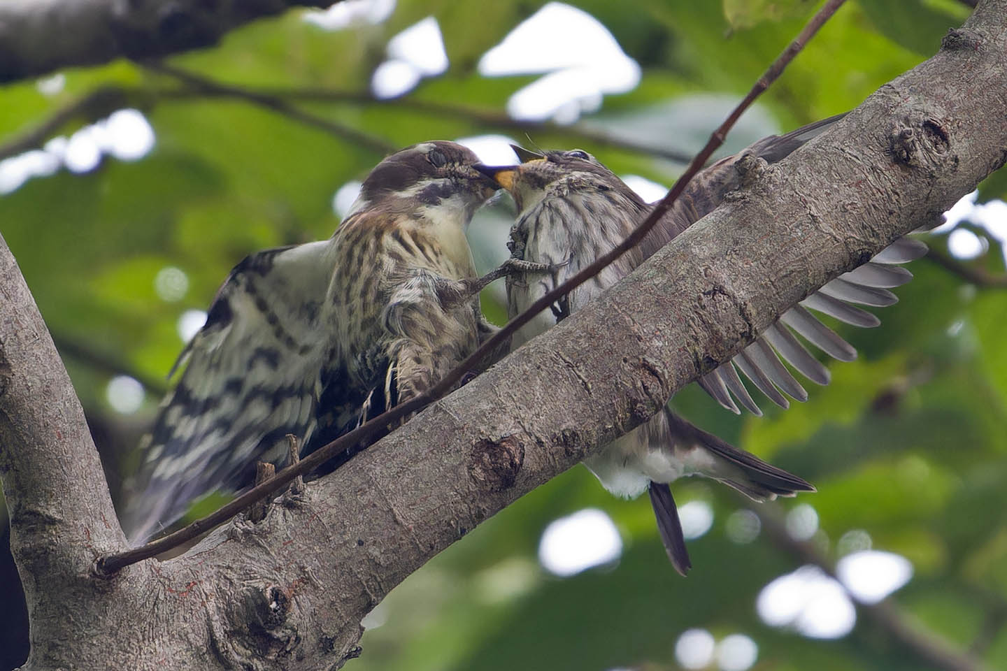 Canon EOS 60D + TAMRON SP 150-600mm F/5-6.3 Di VC USD (A011) and DxO PureRAW 3
