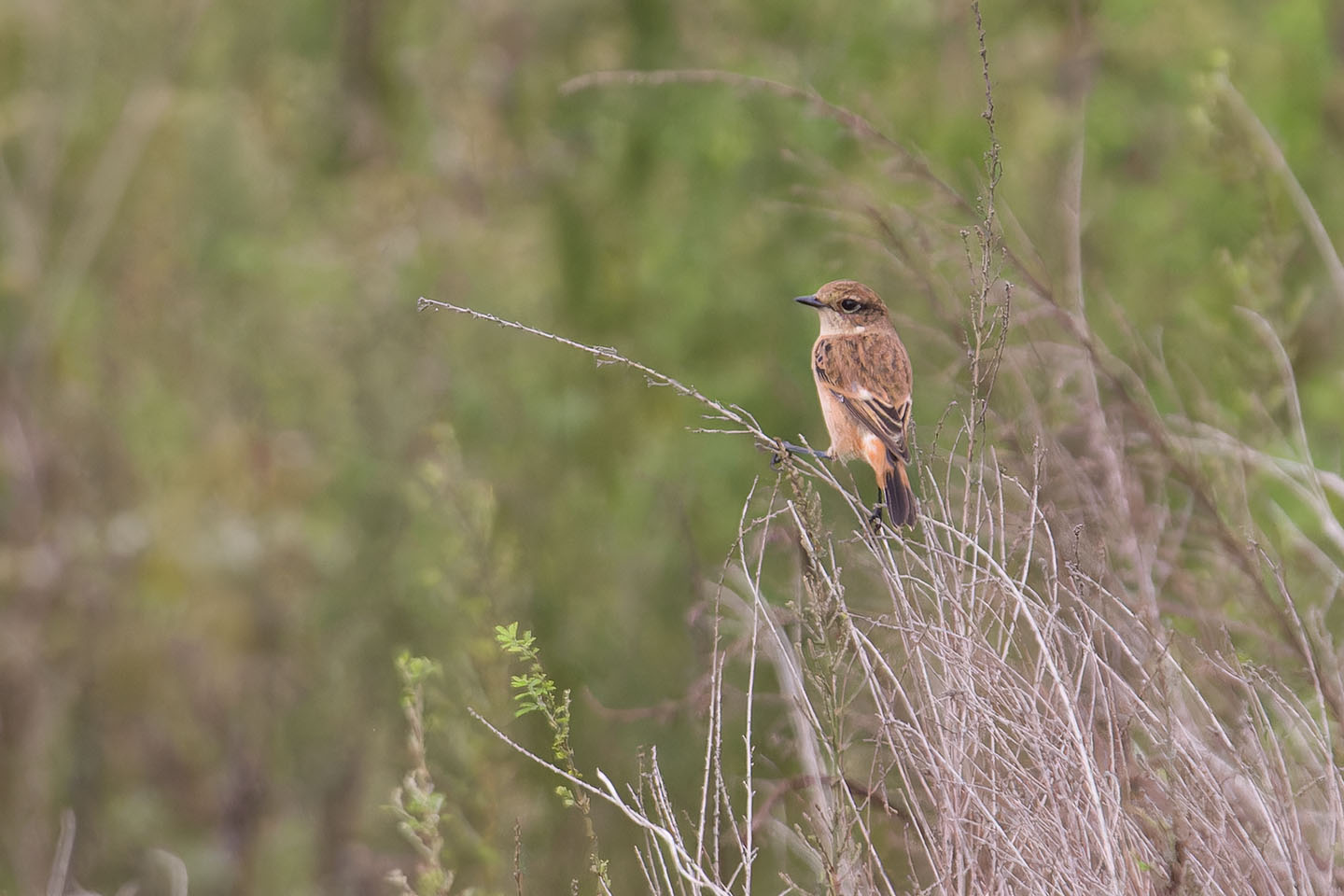 Canon EOS 60D + TAMRON SP 150-600mm F/5-6.3 Di VC USD (A011) and DxO PureRAW 3