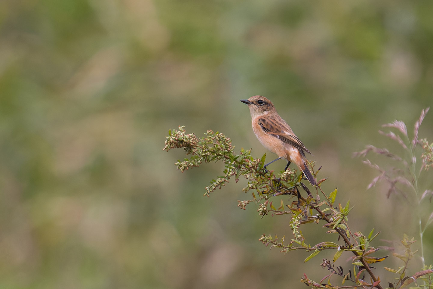 Canon EOS 60D + TAMRON SP 150-600mm F/5-6.3 Di VC USD (A011) and DxO PureRAW 3