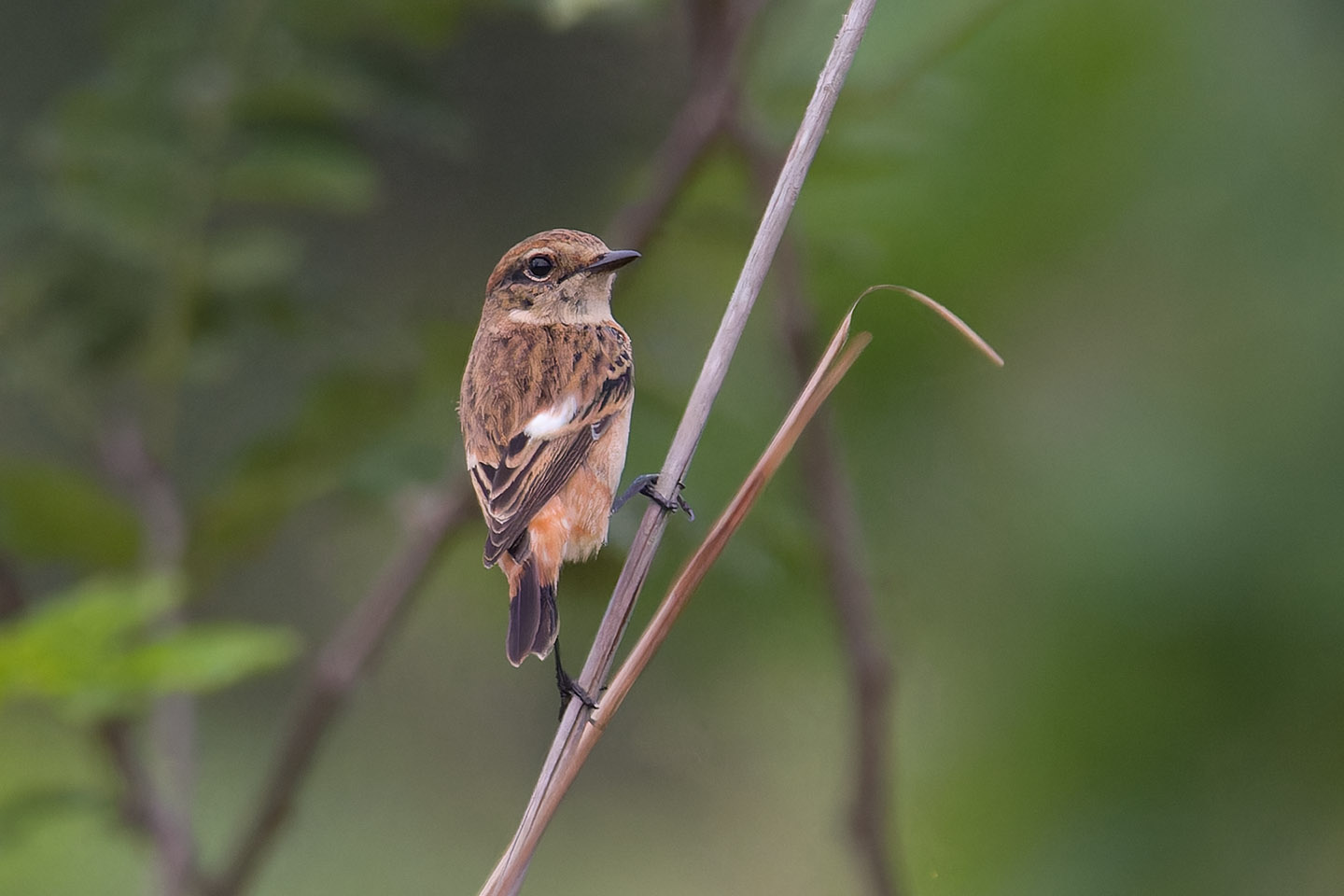 Canon EOS 60D + TAMRON SP 150-600mm F/5-6.3 Di VC USD (A011) and DxO PureRAW 3