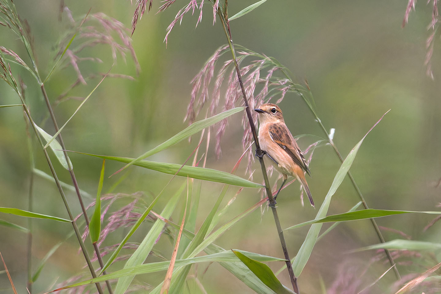 Canon EOS 60D + TAMRON SP 150-600mm F/5-6.3 Di VC USD (A011) and DxO PureRAW 3