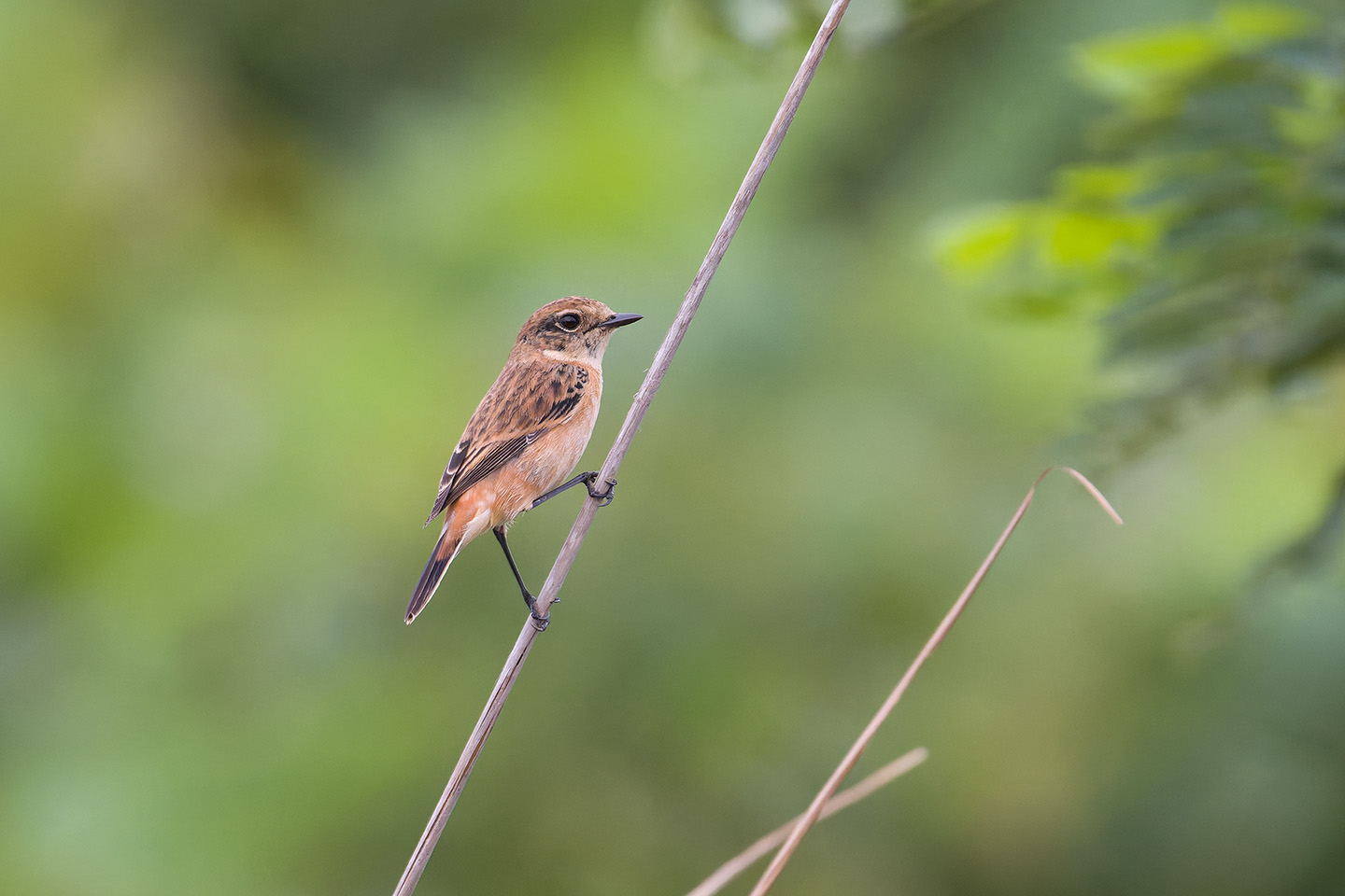 Canon EOS 60D + TAMRON SP 150-600mm F/5-6.3 Di VC USD (A011) and DxO PureRAW 3