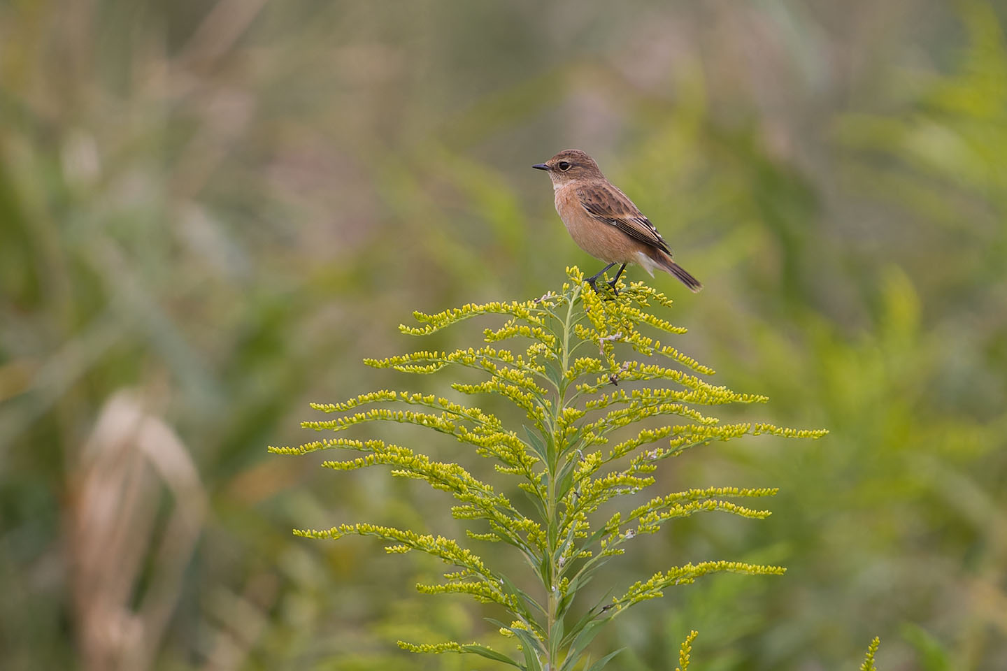 Canon EOS 60D + TAMRON SP 150-600mm F/5-6.3 Di VC USD (A011) and DxO PureRAW 3